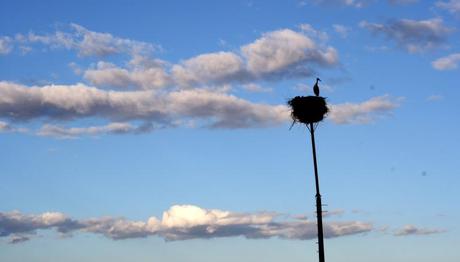 LA FOTOGRAFÍA Cigüeña mirando el horizonte. Foto: Sara Gordón