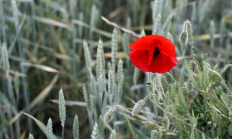 LA FOTOGRAFÍA Amapola roja sobre fondo gris. Foto: Sara Gordón