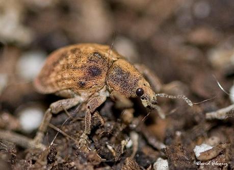 El enemigo de los eucaliptos es mi amigo El enemigo de los eucaliptos es mi amigo