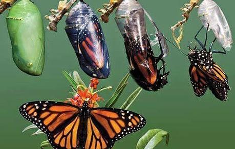 LA MARIPOSA QUE QUERIA SALIR DE SU CAPULLO...Reflexión