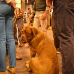 Expo canina madrid