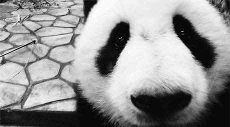 Panda 4.0 Update – Reacciones Panda 4.0 Update