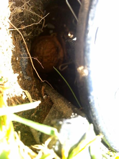 Cáscaras de nuez en el campo. Cáscaras de nuez en el campo.