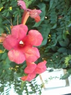 Poema de conciencia social dedicado a la mujer: