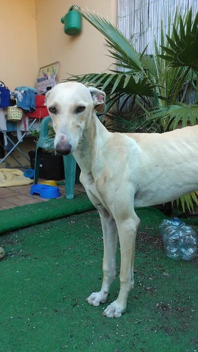 UNA ADOPCIÓN RESPONSABLE PARA ESPERANZA. PUERTO REAL (CADÍZ) UNA ADOPCIÓN RESPONSABLE PARA ESPERANZA. PUERTO REAL (CADÍZ)