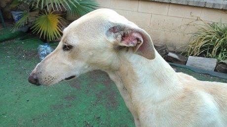 UNA ADOPCIÓN RESPONSABLE PARA ESPERANZA. PUERTO REAL (CADÍZ) UNA ADOPCIÓN RESPONSABLE PARA ESPERANZA. PUERTO REAL (CADÍZ)
