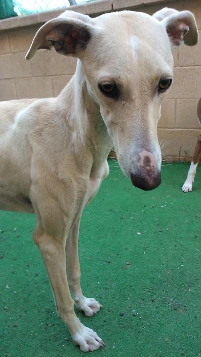 UNA ADOPCIÓN RESPONSABLE PARA ESPERANZA. PUERTO REAL (CADÍZ) UNA ADOPCIÓN RESPONSABLE PARA ESPERANZA. PUERTO REAL (CADÍZ)