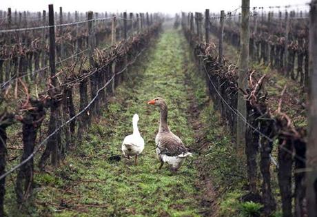 Los 3 mejores viñedos orgánicos en Chile Los 3 mejores viñedos orgánicos en Chile