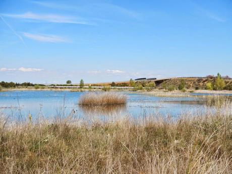 Laguna Grande de Bercianos del Real Camino (León) Laguna Grande de Bercianos del Real Camino (León)