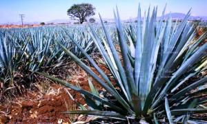 Caminos turísticos de Jalisco Agave. de P. Postales Jaliscienses en F.