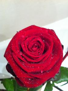 MqB un oasis en el desierto! Feliz primer aniversario mqblogers! 097