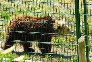 Proaza, Senda del oso, cercado osero