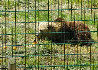 Senda del oso, cercado osero