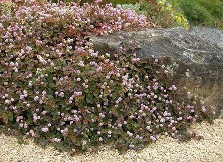 polygonum capitatum monique briones