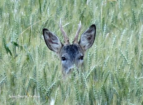 En busca de los corzos. En busca de los corzos.