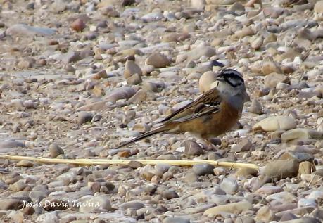 En busca de los corzos. En busca de los corzos.