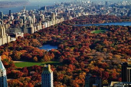 tp-central-park-foliage-from-above-11-12-11
