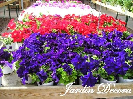 garden-center-petunias