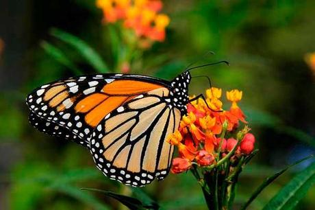 Las mariposas monarca no saben bien.
