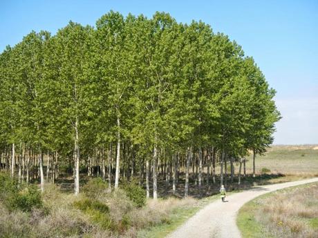 Camino de Santiago. De El Burgo Ranero a Mansilla de las Mulas por la Calzada Romana