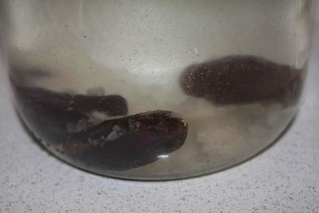 KEFIR DE AGUA KEFIR DE AGUA