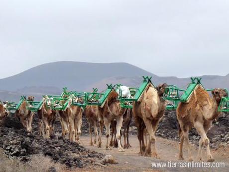 Camellos Lanzarote