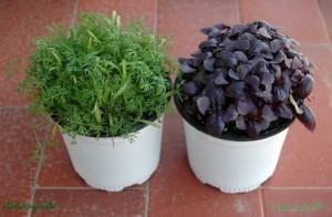 Mujer y adicción plantas diferentes