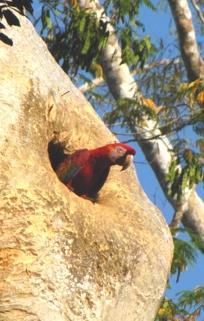 El origen del fuego y el hambre del jaguar (mito kayapó) El origen del fuego y el hambre del jaguar (mito kayapó)
