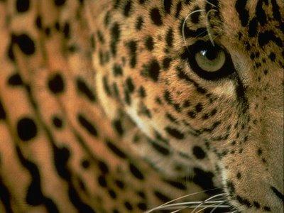 El origen del fuego y el hambre del jaguar (mito kayapó) El origen del fuego y el hambre del jaguar (mito kayapó)