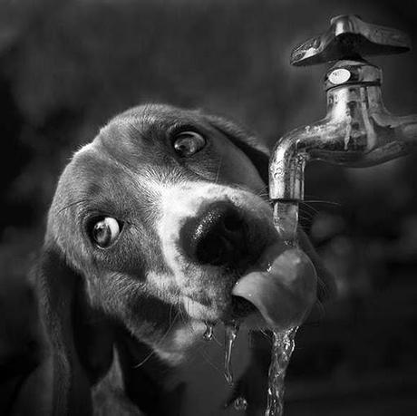 perro tomando agua