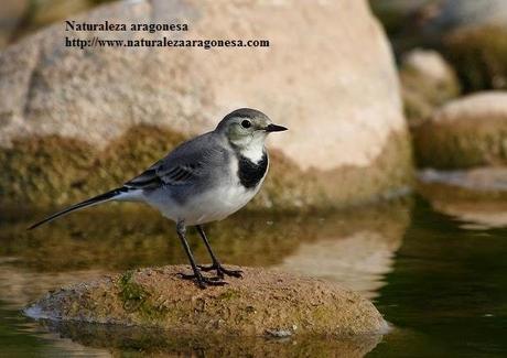 La Lavandera blanca (Motacilla alba) en Aragón - Pied Wagtail La Lavandera blanca (Motacilla alba) en Aragón - Pied Wagtail