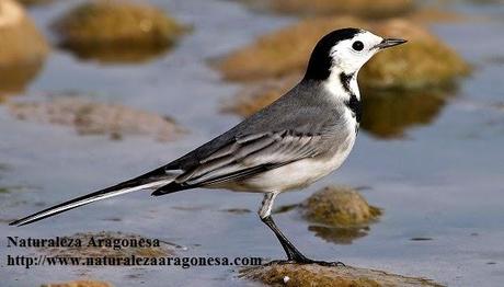 La Lavandera blanca (Motacilla alba) en Aragón - Pied Wagtail La Lavandera blanca (Motacilla alba) en Aragón - Pied Wagtail