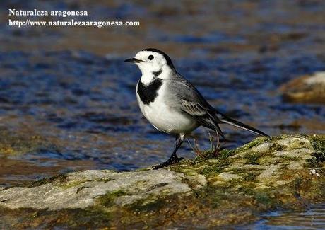 La Lavandera blanca (Motacilla alba) en Aragón - Pied Wagtail La Lavandera blanca (Motacilla alba) en Aragón - Pied Wagtail