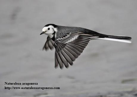 La Lavandera blanca (Motacilla alba) en Aragón - Pied Wagtail La Lavandera blanca (Motacilla alba) en Aragón - Pied Wagtail