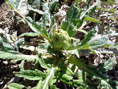 Metido en un huerto (otoño-invierno) Metido en un huerto (otoño-invierno)