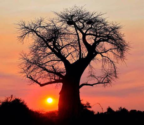 Baobab en el Okavango