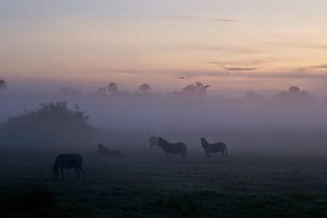 Amanece en el Okavango