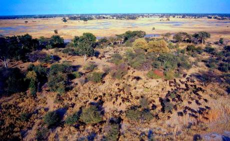 El delta del Okavango, lleno de vida