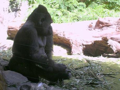 Gorila del Loro Parque, en una imagen tomada a través de un cristal. (Foto: Torres)