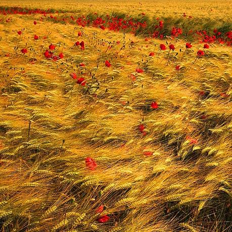 El desayuno del abuelo y las sorpresas de google El desayuno del abuelo y las sorpresas de google