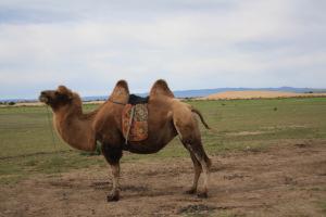Mongolia y Ulan Bator o UB como algunos la llaman Nuestro medio de transporte por las dunas