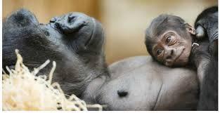 Crianza con apego, por qué sí 1471196_552108968211272_633968028_n