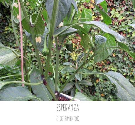 Me importa el pimiento… esperanza