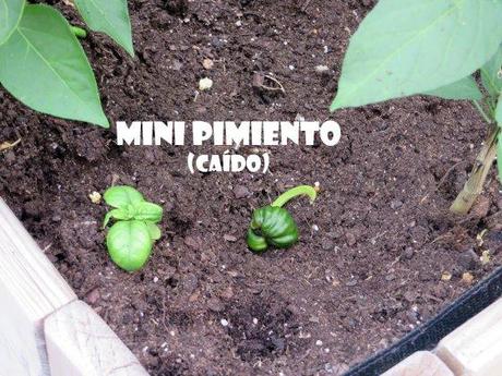 Me importa el pimiento… minipimiento
