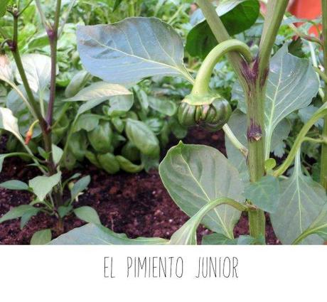 Me importa el pimiento… pimientojr2