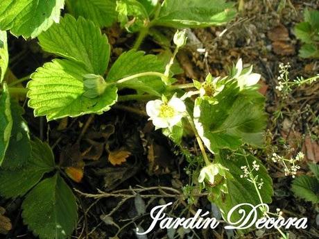 flores-en-el-huerto-fresas