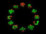 Proteína verde fluorescente utilizada para 'teñir' colonias de bacterias con motivos navideños