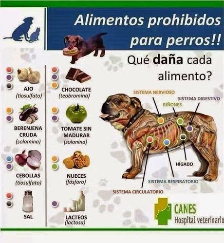 Alimentos prohibidos para perros #Infografía #Alimentación #Mascotas