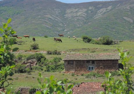 Escena campestre en el municipio de Canales.