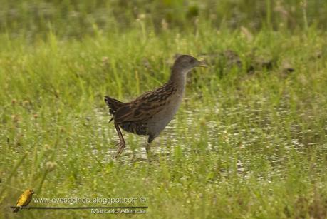 Burrito grande (Ash-Throated Crake) Porzana albicollis